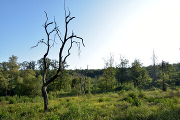 Ortelsbruch