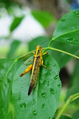 green grasshopper hanging on the leaf