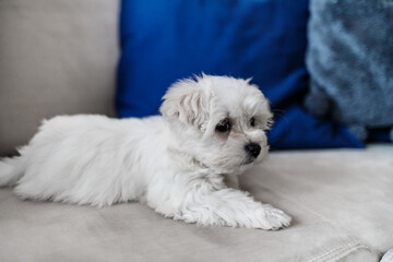 White snow puppy dog maltese