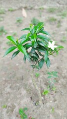 Green peppers on the stems