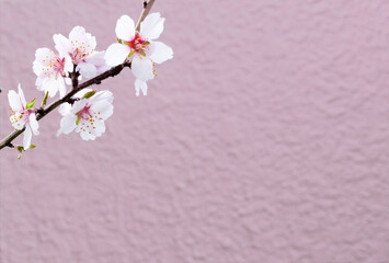 アーモンドの木の花　ピンクの壁　/Almond branch with flowers 