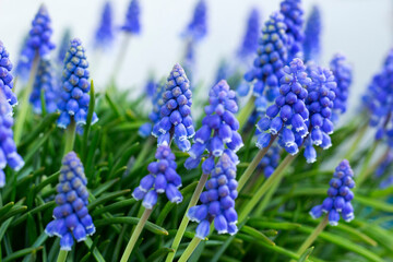 青ムスカリの花　風　/Blue flowering Grape Hyacinths