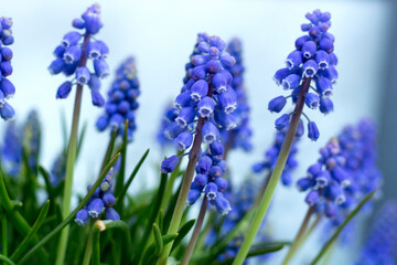 青ムスカリの花と水色の背景　/Blue flowering Grape Hyacinths