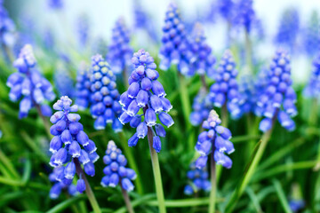 青ムスカリの花　/Blue flowering Grape Hyacinths