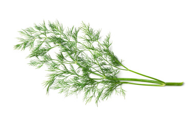 Dill Sprigs Isolated