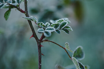 Hoarfrost on wild rose leaves at sunrise, winter morning