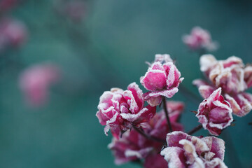Hoarfrost on wild rose flowers and leaves at sunrise, winter morning