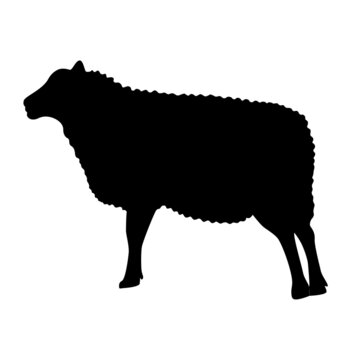 Sheep silhouette isolated vector illustration. Farm livestock black outline. Abstract sketch domestic animal