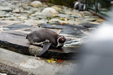 Cute beautiful little penguin lying down on the rock in the Prague ZOO, relaxing and looking to the...
