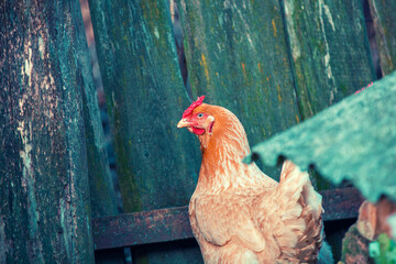 chicken walking in the yard near wooden fence