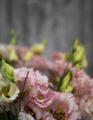 Delicate pink flowers of the eustoma or lisianthus plant on a light gray background
