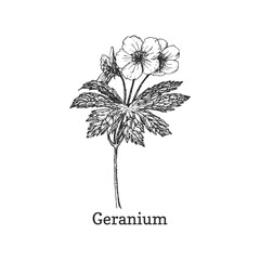 Geranium, drawn sketch in vector, design element. - obrazy, fototapety, plakaty