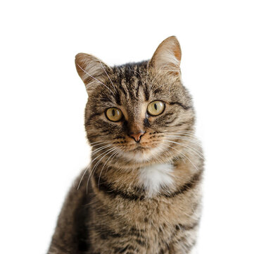 Portrait of a beautiful domestic cat, isolated on a white background. A well-groomed tabby cat sits on a windowsill and looks into the camera.