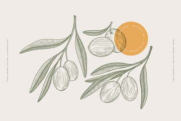 Set of hand-drawn olive branches with fruits and leaves in engraving style. The concept of organic products. Can be used for cosmetics, menu and packaging design. Vintage botanical illustration.
