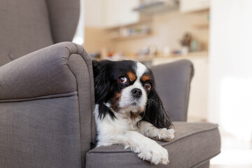 Portrait of a dog, cavalier spaniel