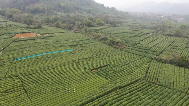 tea plantation in hangzhou china