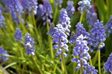 日差しを浴びた3月のムスカリ　青紫色