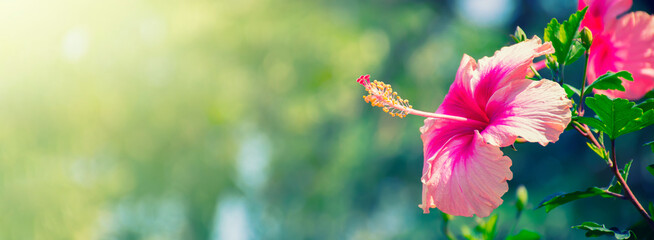 Pink hibiscus flower blooming on blurred green nature background © pernsanitfoto