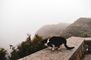 Cat in the fog in the mountains