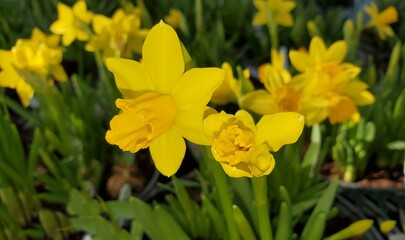 Obraz premium Blooming yellow daffodil flowers in a garden
