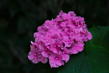 Obraz premium Bright flowering hydrangea buds in the park in the spring.