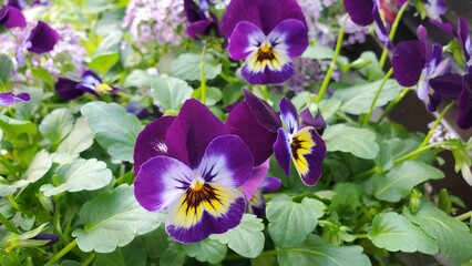 Medium wide shot of violet etain viola flowers with colorful centers