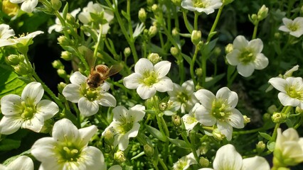 Medium close up of white and lime saxifrage flowers with a bee sucking nectar