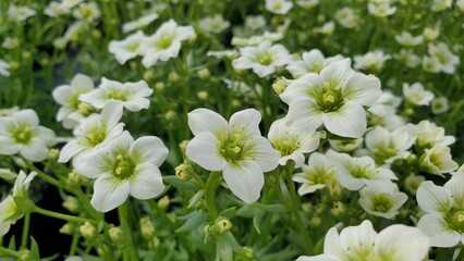 Medium close up of beautiful blooms of white saxifrage flowers