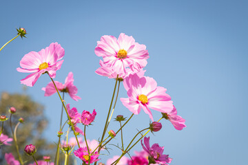 Beautiful wild flowers camomiles flowers in the field receiving natural Summer bright landscape