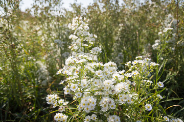 Beautiful wild flowers Daisy flowers in the field
