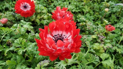 Wide shot of a harmony double scarlet anemone flowers in the garden