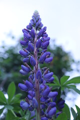 close up of blue, purple lupine, purple flower bokeh