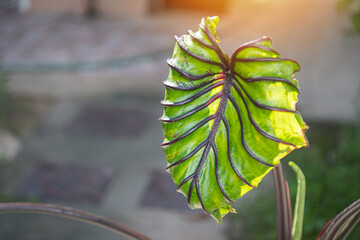 Close up Colocasia pharaoh mask is aquatic plant