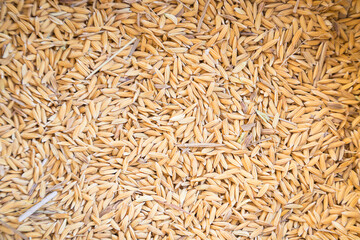 Top view of paddy rice and rice seeds texture