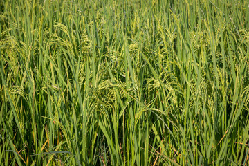 green rice fields are blooming