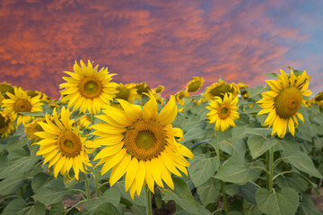 Sunflowers field landscape close-up on a background of blue sky