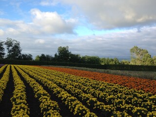 北海道の花畑