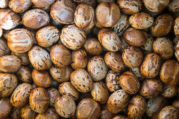 Brown rubber tree seeds background