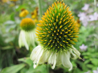 黄色いバレンギク