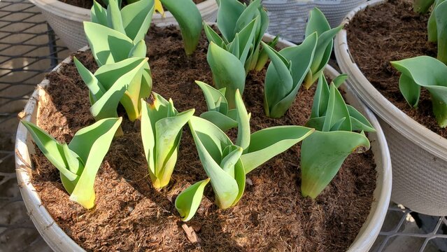Tulip flowering bulbs planted in round pots