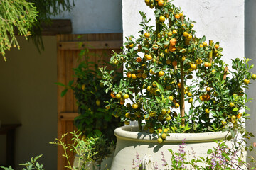 Orange tree in clay pot decor on garden porch, Kumquat tangerine plant in stone pot, Citrus fruit...