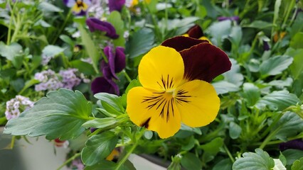 Bright yellow etain viola flower, close up.