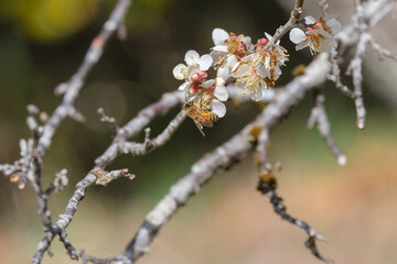 花の蜜を吸う蜜蜂