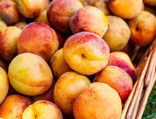 Ripe and tasty apricots in a wicker basket.
