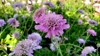 Medium close up of a pink butterfly pincushion flower, soft background