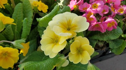 Close up of yellow supernova primroses, with pink ones in the background