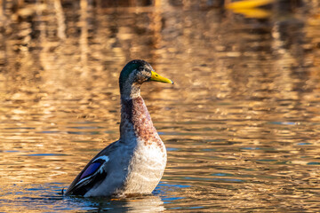 A large brown Mallard Tucson, Arizona