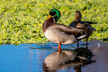 A group of Mallards in Tucson, Arizona