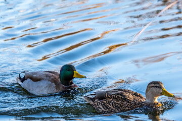 A group of Mallards in Tucson, Arizona