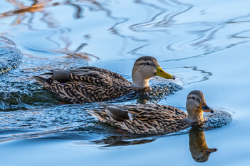 A group of Mallards in Tucson, Arizona